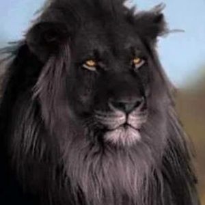 Meet your Posher, Gene