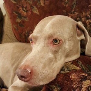 Meet your Posher, Paula