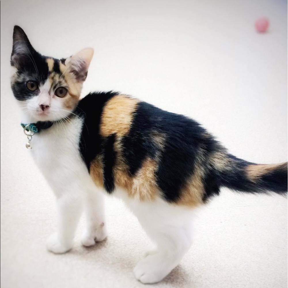 Meet your Posher, Annie