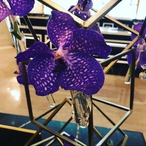 Meet your Posher, Alicia