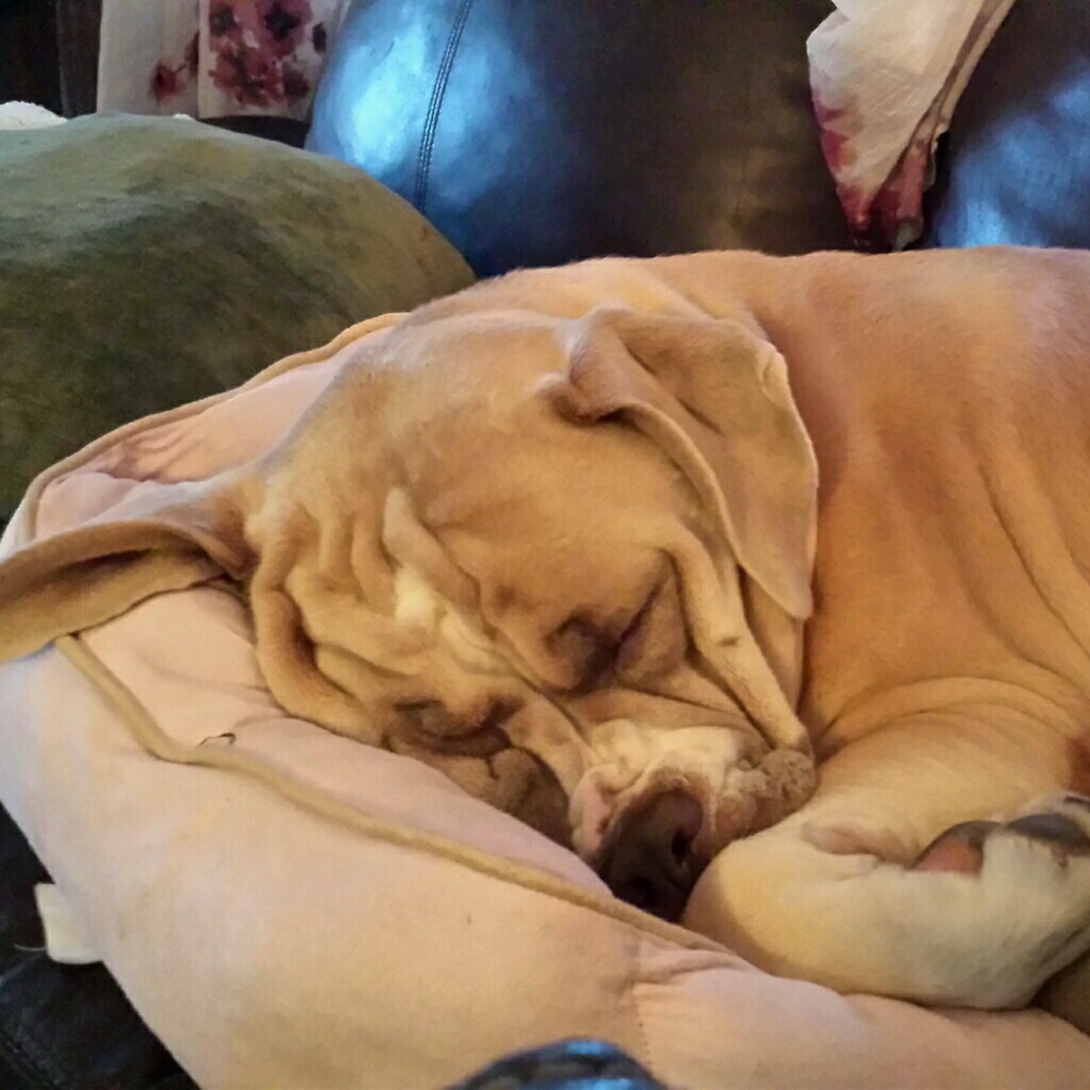 Meet your Posher, Julene