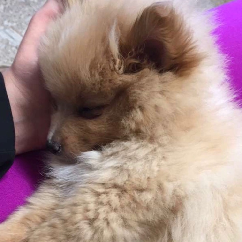 Meet your Posher, Johanna