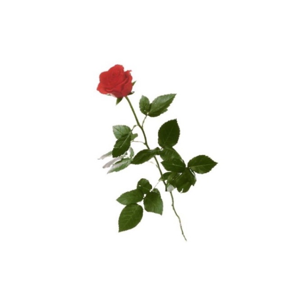 Meet your Posher, Asia