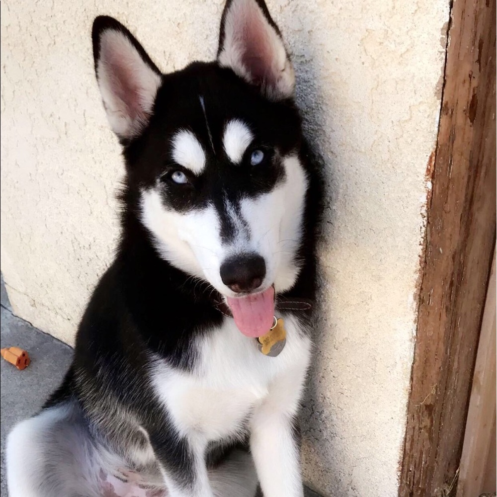 Meet your Posher, Rachel