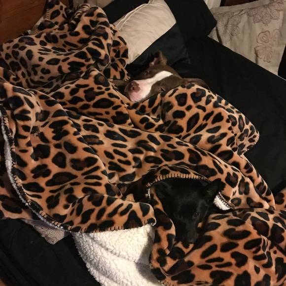 Puppy Sherpa ❤️ - Picture 2 of 2