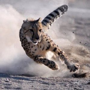 Meet your Posher, Dawn