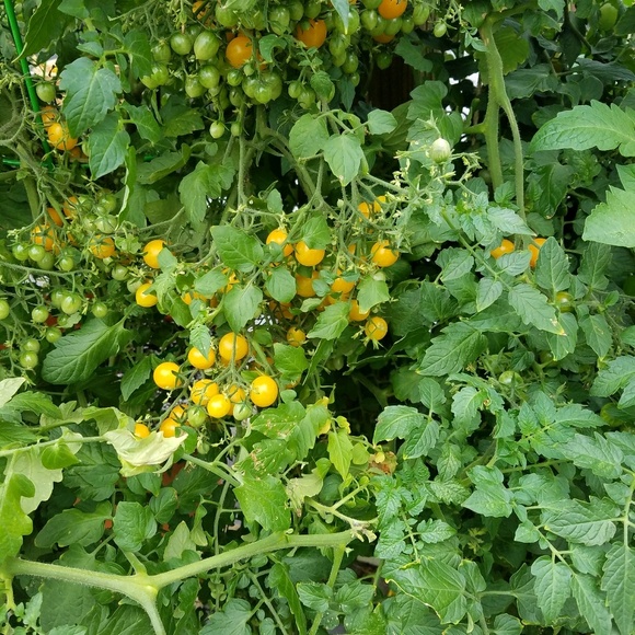 Meet your Posher, Sahas - Picture 2 of 2