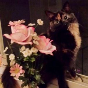 Meet your Posher, Alexis