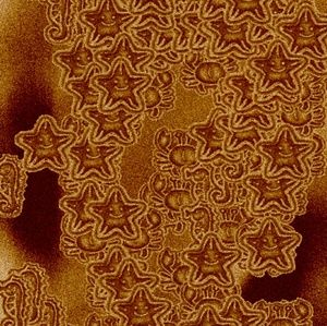 Meet your Posher, Adrienne