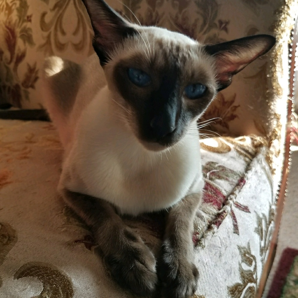 Meet your Posher, Denise