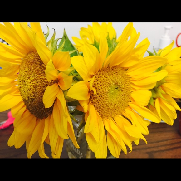 Meet your Posher, Iris - Picture 1 of 1