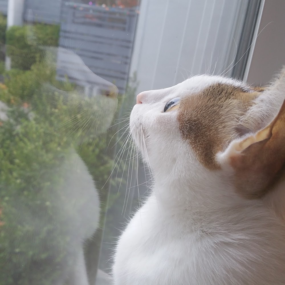 Meet your Posher, Annie