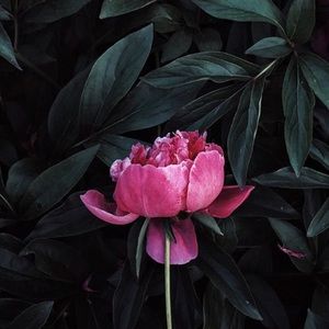 Meet your Posher, Paige