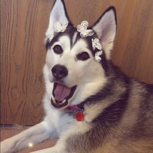 Meet your Posher, Taylor