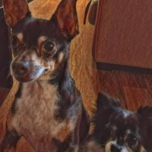 Meet your Posher, Corrie