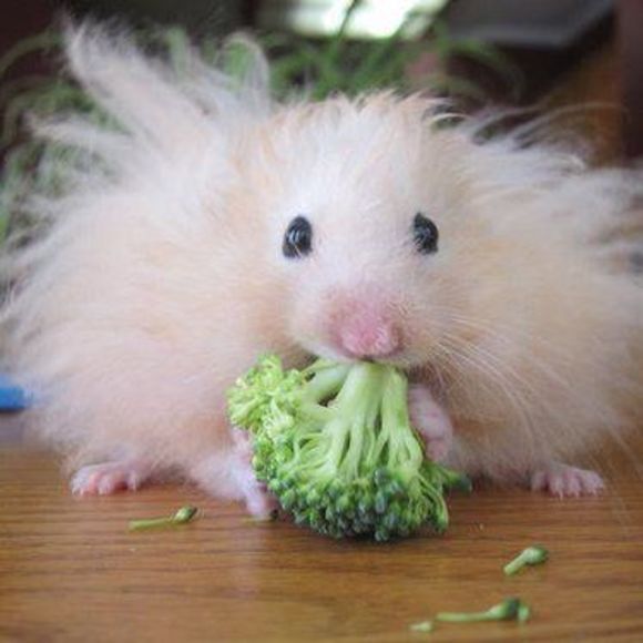 Meet your Posher, Amanda - Picture 1 of 1