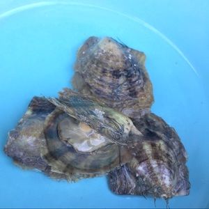 10 Pearl Oysters- last of inventory!