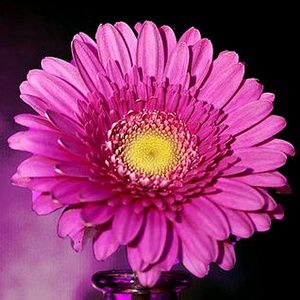 Meet your Posher, Jodi