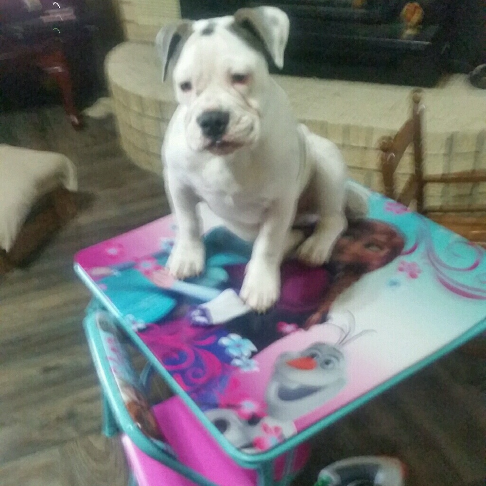 Meet your Posher, Harley