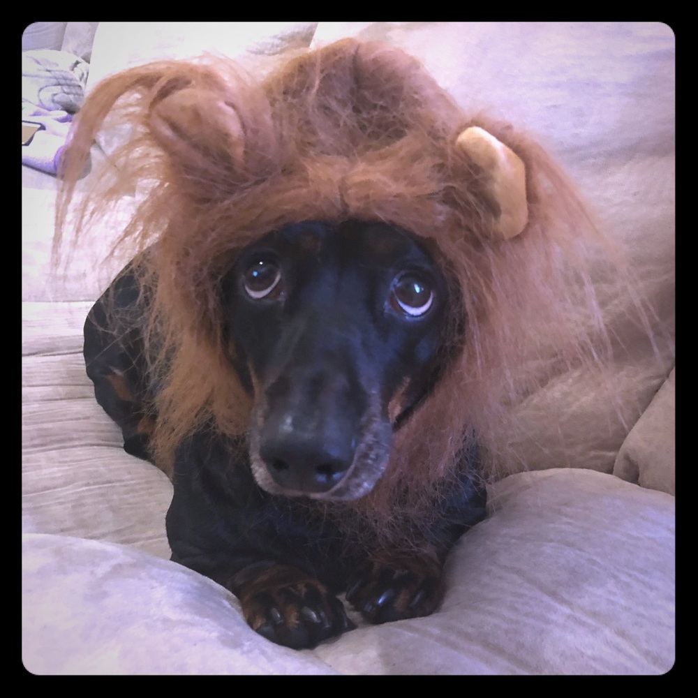 Happy Halloweiner! 🐶 Lion and Witch Hat Bundle