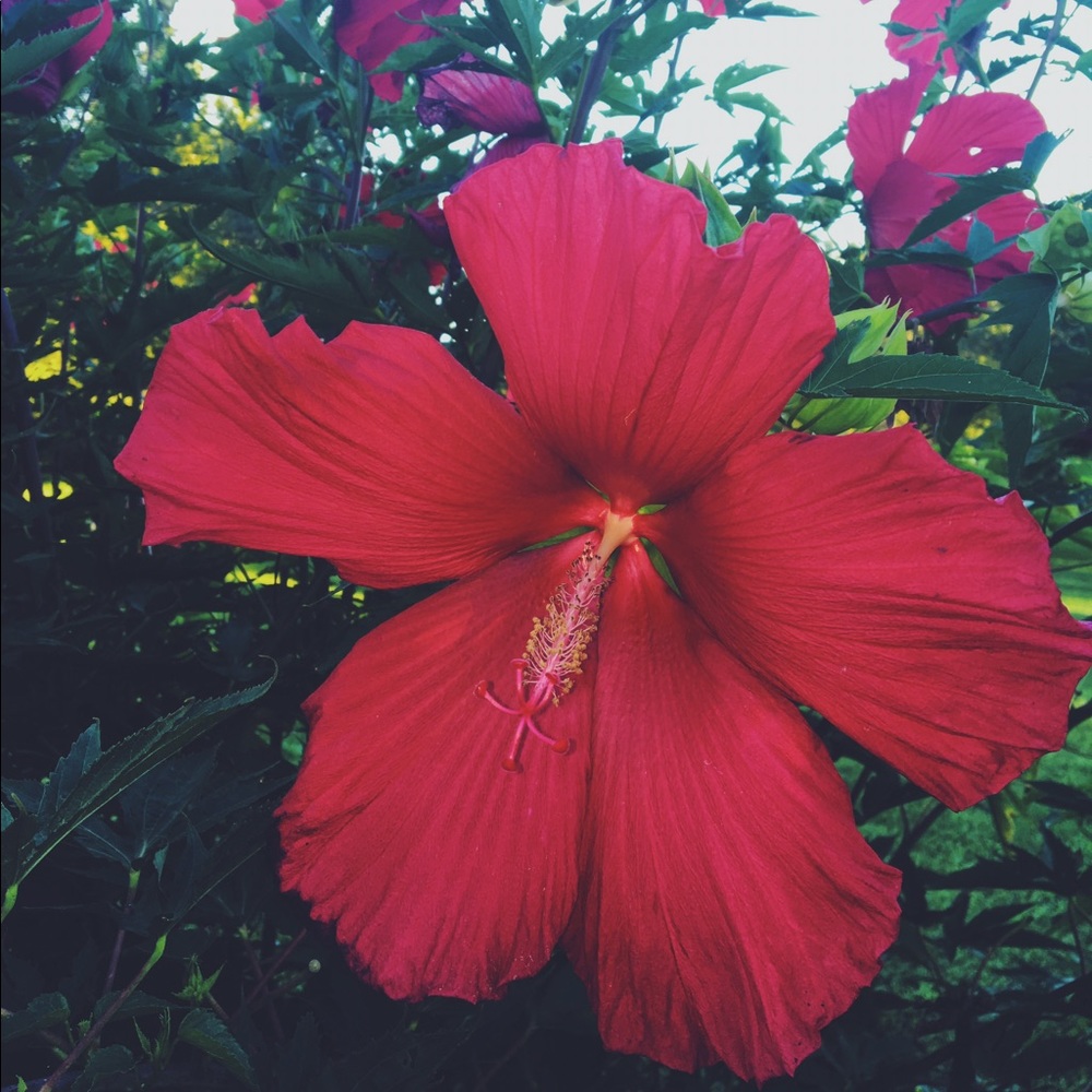 Meet your Posher, Mads