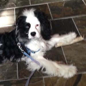 Meet your Posher, Betsy