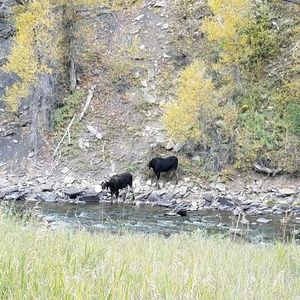 Meet your Posher, Shelane