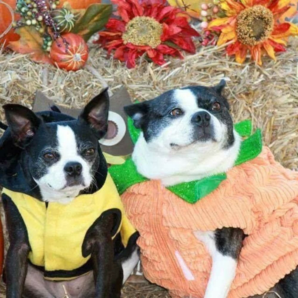 Meet your Posher, Toni