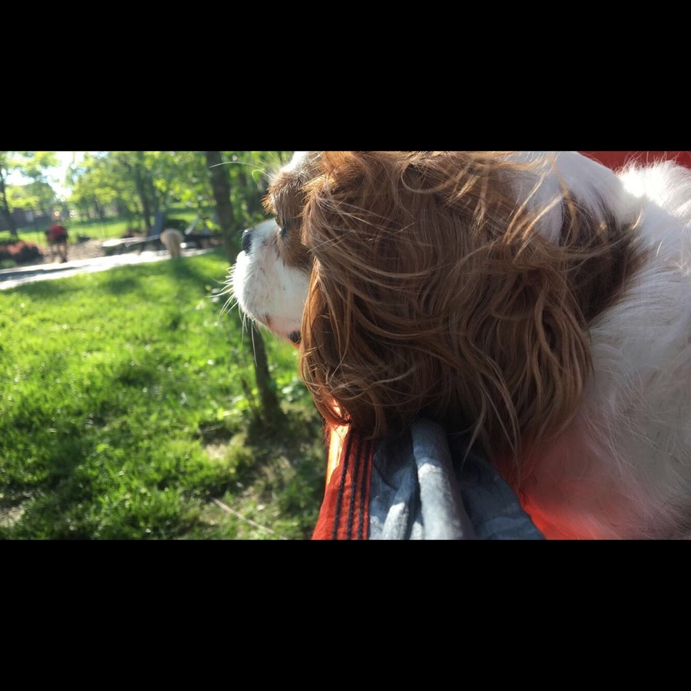 Meet your Posher, Riley