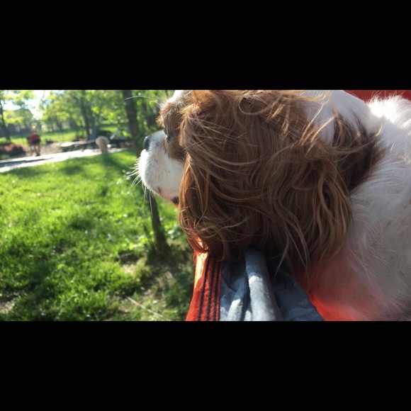 Meet your Posher, Riley - Picture 1 of 1