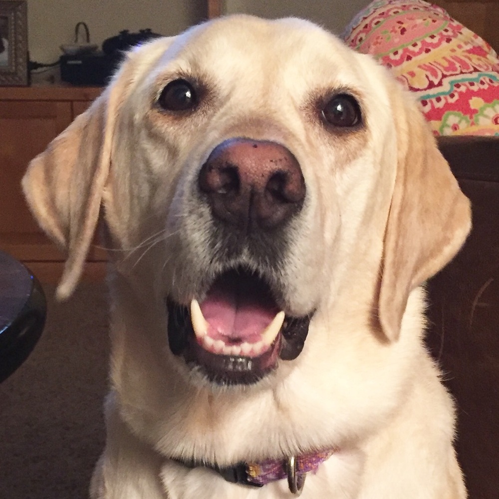 😋 MEET THE POSHER 😋