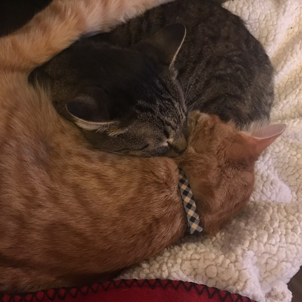 Meet your Posher, Emily