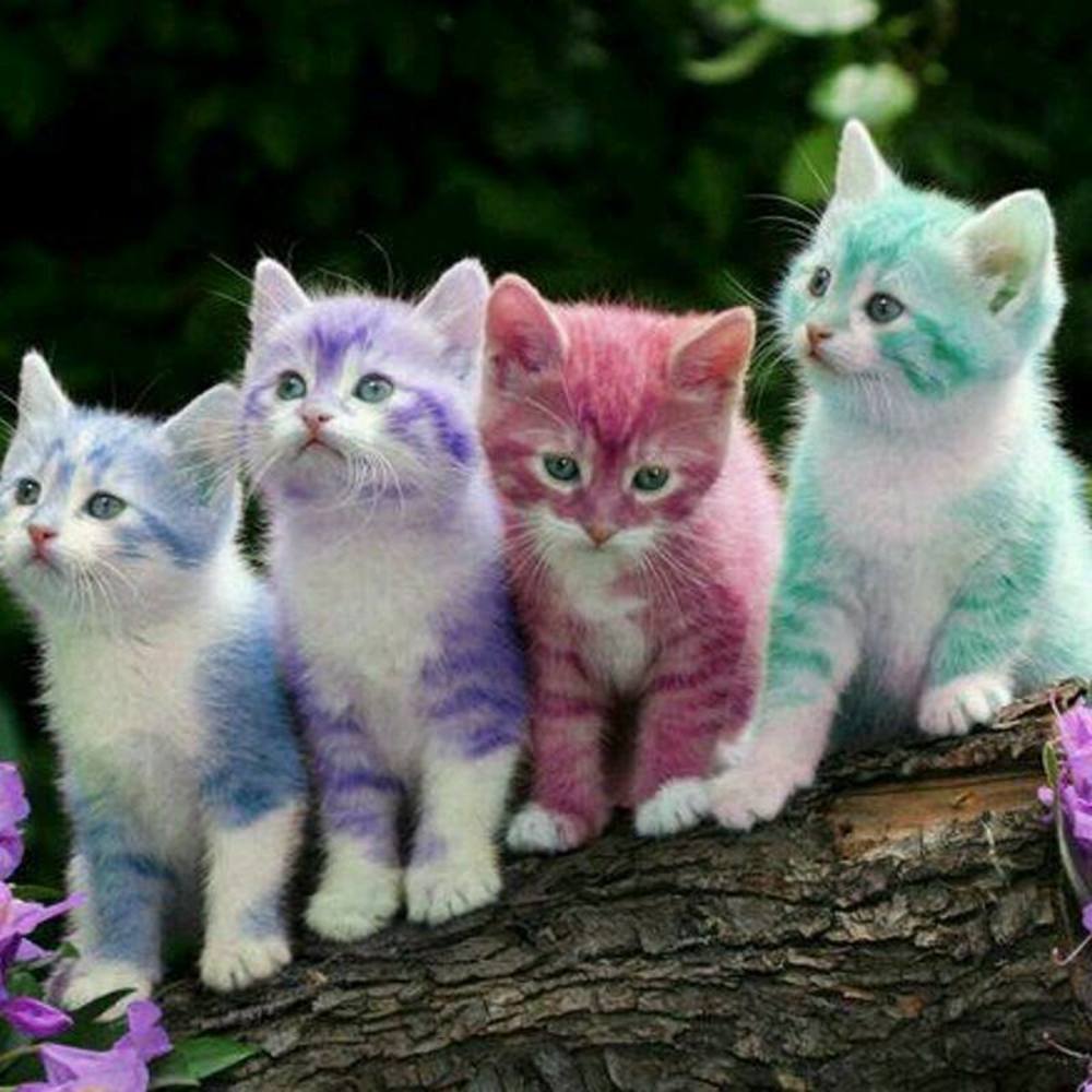 Meet your Posher, Elizabeth