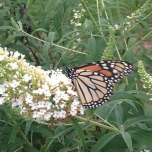 Meet your Posher, Brenda