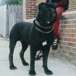 Meet your Posher, Brandon