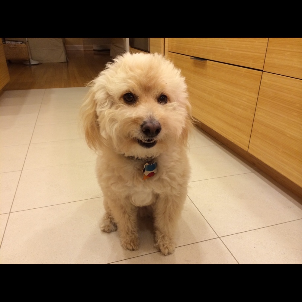 Meet your Posher, Emma