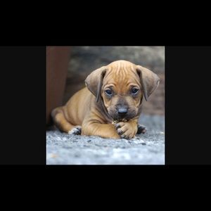 Meet your Posher, Isadore