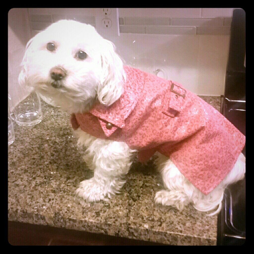 Dog apparel pink leopard raincoat