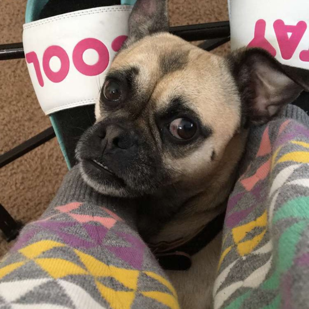 Meet your Posher, Dashyra