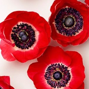 Kate Spade floral printed beautiful blouse