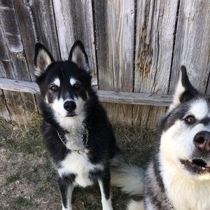 Meet your Posher, Jet