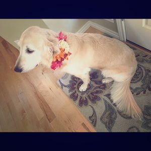 Dog Collar Flower Accessorie