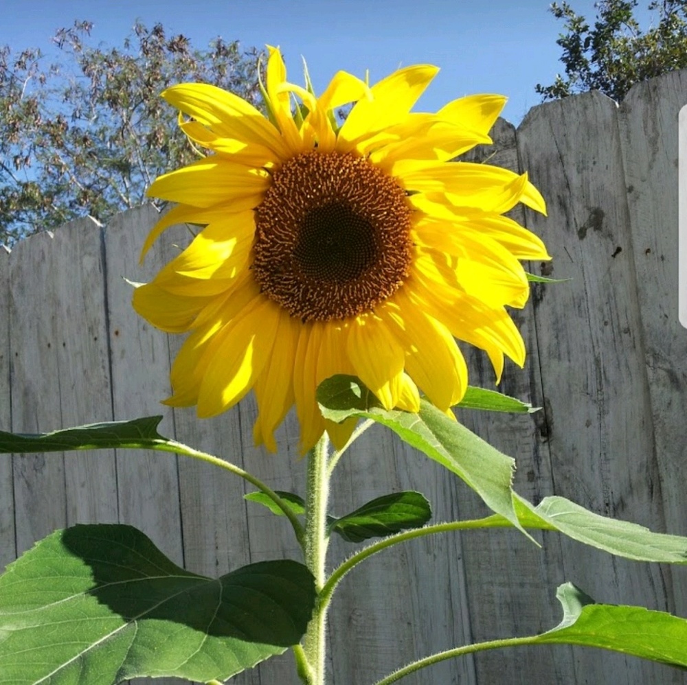 Meet your Posher, Lilliana