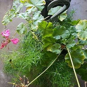 Meet your Posher, Shari