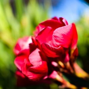 Meet your Posher, Sonya