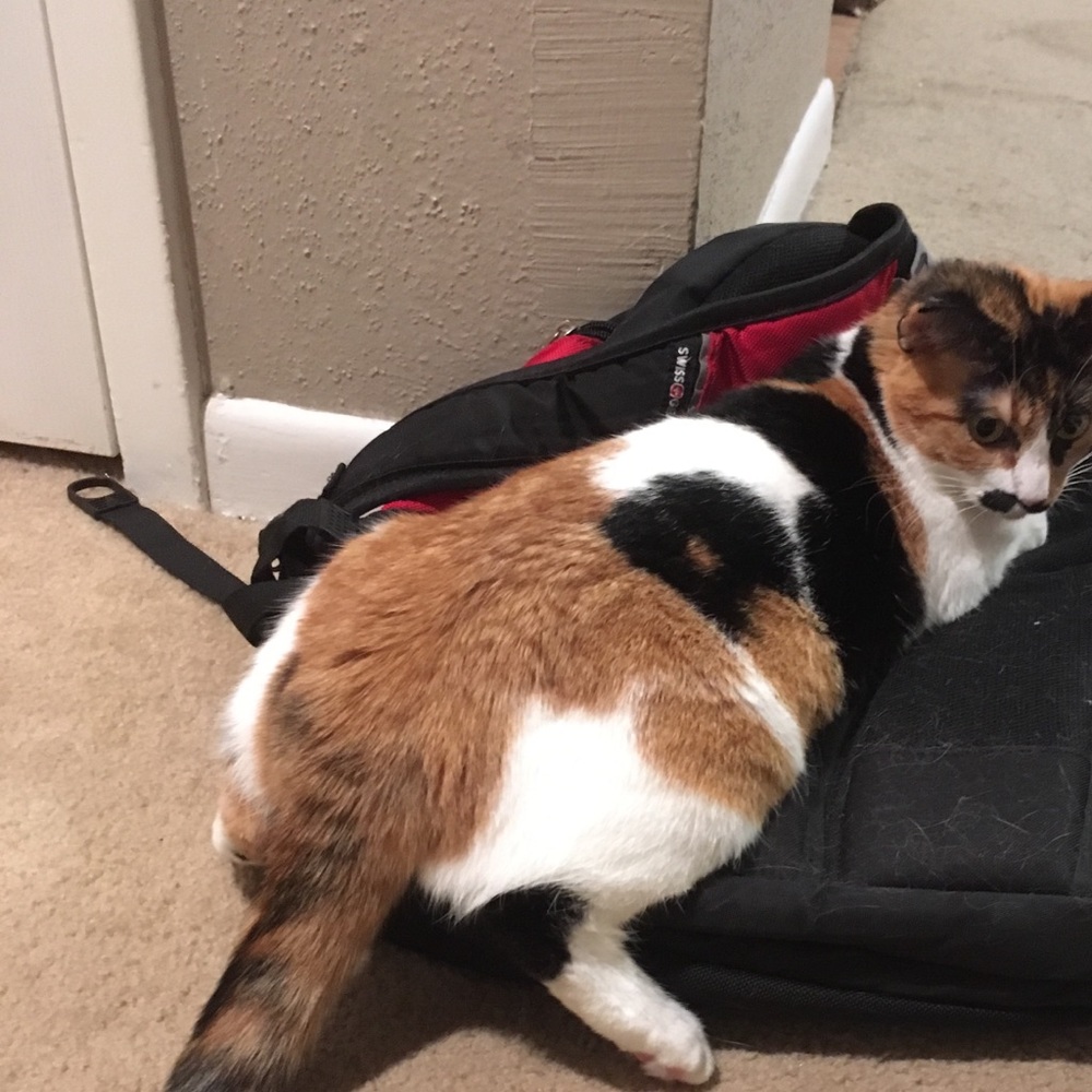 Meet your Posher, Monica