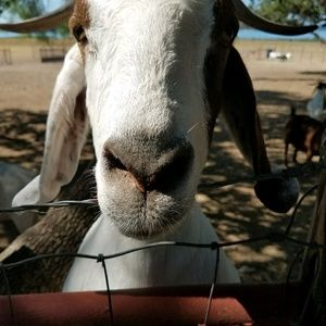 Meet your Posher, Renee