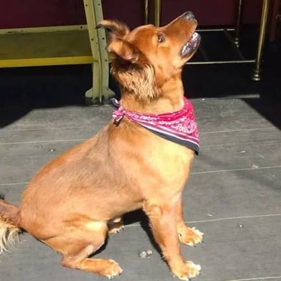 Meet your Posher, Robin - Picture 1 of 1