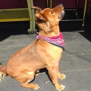 Meet your Posher, Robin