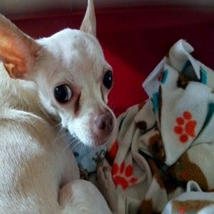 Meet your Posher, Luis